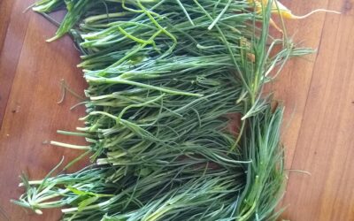 Top 5 Italian Herbs and How to Cook with Them