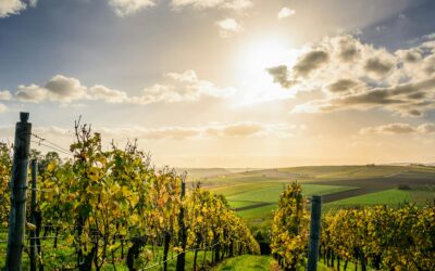 How to Participate in Tuscany’s Grape Harvest