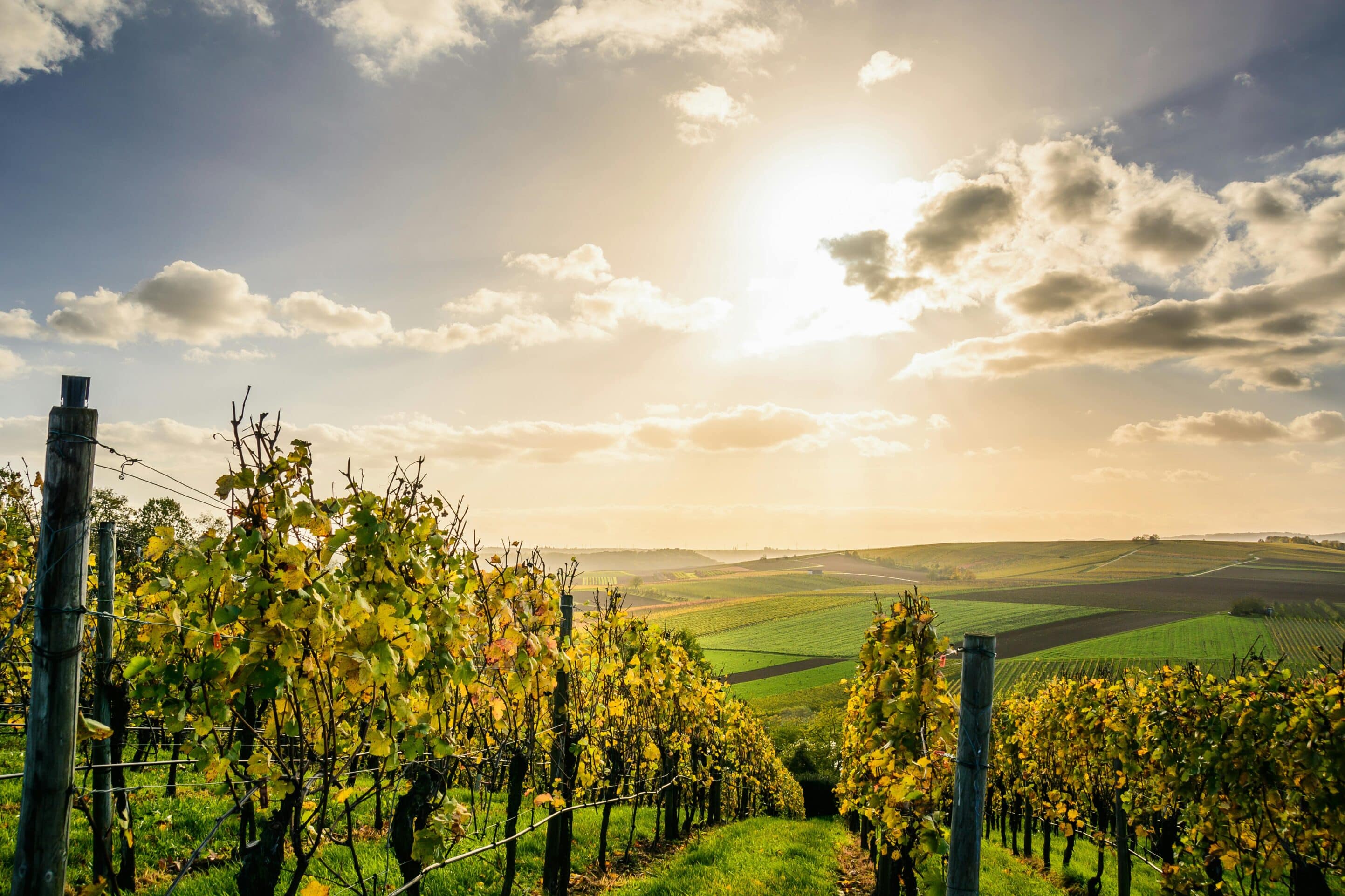 Tuscan wine harvest Emilia's Italy